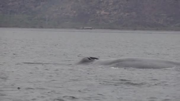 Blue Whale Cortez Sea Loreto Biggest Animal World — Stock Video
