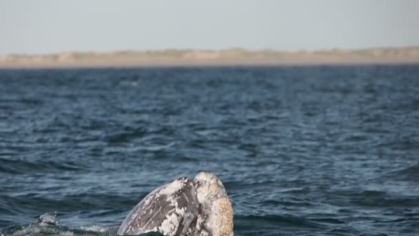 Γκρι Φάλαινα Στο Magdalena Bay Puerto Chale Marguerite Island Baja — Αρχείο Βίντεο
