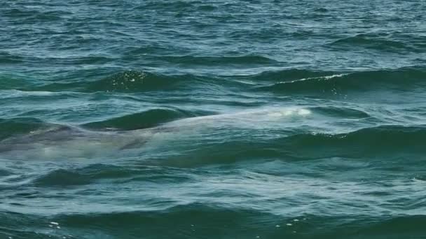 グレーのクジラ マグダレーナベイプート チャールズ マルグリット島 ニャカリフォルニア メキシコ — ストック動画