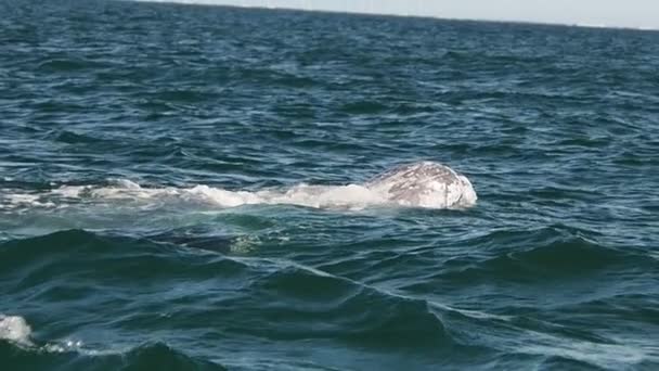 Γκρι Φάλαινα Στο Magdalena Bay Puerto Chale Marguerite Island Baja — Αρχείο Βίντεο