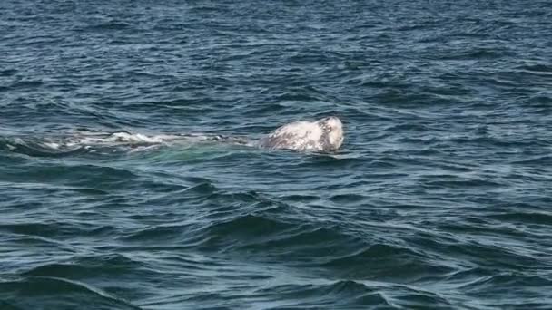 Baleine Grise Dans Baie Magdalena Puerto Chale Marguerite Île Baja — Video
