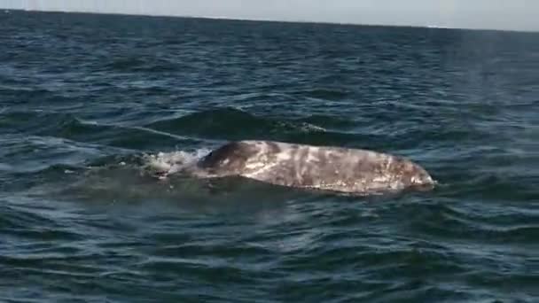 Wieloryb Szary Zatoce Magdalena Puerto Chale Marguerite Wyspa Baja California — Wideo stockowe