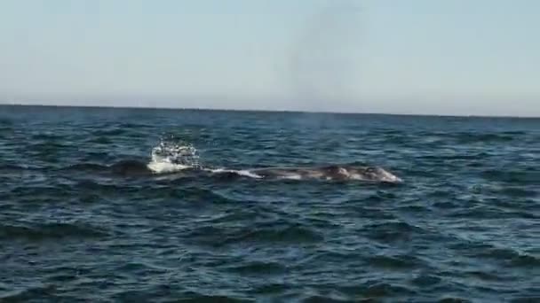 Grey Whale Magdalena Bay Puerto Chale Marguerite Island Baja California — Stock Video