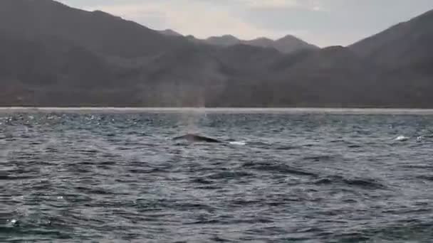 Baleia Cinzenta Baía Magdalena Puerto Chale Ilha Marguerite Baja Califórnia — Vídeo de Stock