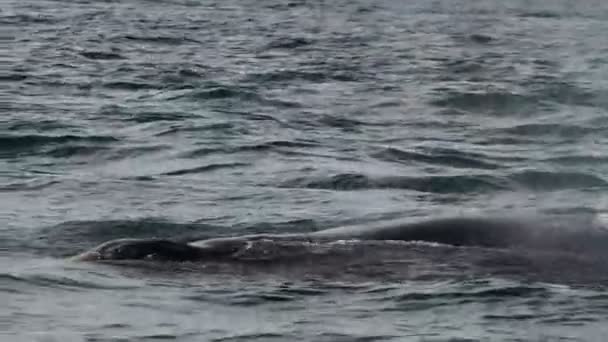 Balena Grigia Nella Baia Magdalena Porto Cavolo Marguerite Isola Baja — Video Stock