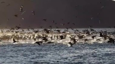 Magdalena Körfezi 'ndeki büyük kuşlar kolonisi. Baja California. Mexico' daki yavaş çekim.