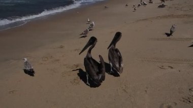 Todos Santos sahilindeki pelikanlar Punta Lobos Baja California 'daki büyük kuşlar kolonisi.