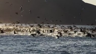 Magdalena Körfezi 'ndeki büyük kuş kolonisi Baja California sur Mexico 