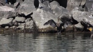 karabatak baja california sur Mexico yavaş çekim