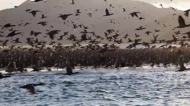 Magdalena Körfezi Ndeki Büyük Kuşlar Kolonisi Baja California Mexico Daki — Stok video