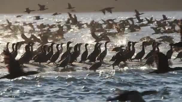 Magdalena Körfezi Ndeki Büyük Kuşlar Kolonisi Baja California Mexico Daki — Stok video