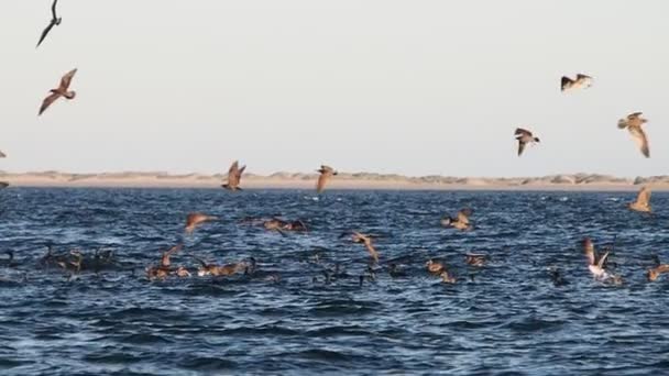 Velká Ptačí Kolonie Zátoce Magdalena Baja California Sur Mexico Stock Video