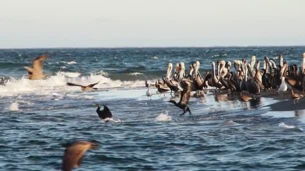 Magdalena Körfezi Ndeki Büyük Kuş Kolonisi Baja California Sur Mexico — Stok video