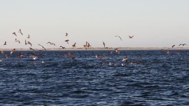 Big Birds Colony Magdalena Bay Baja California Sur Mexico Slow Royalty Free Stock Video