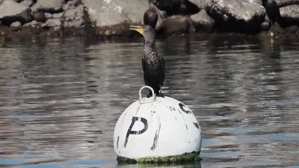 Cormorant Loreto Harbor Cortez Sea Baja California Sur Mexico Lassított — Stock videók