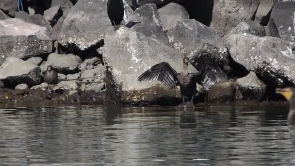 Karabatak Baja California Sur Mexico Yavaş Çekim — Stok video