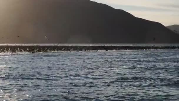 Grote Vogelkolonie Magdalena Baai Baja California Sur Mexico — Stockvideo