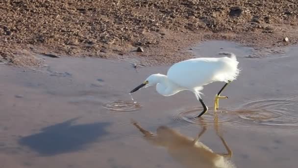 Berburu Egret Putih Perairan Dangkal Loreto Baja California Sur Mexico — Stok Video