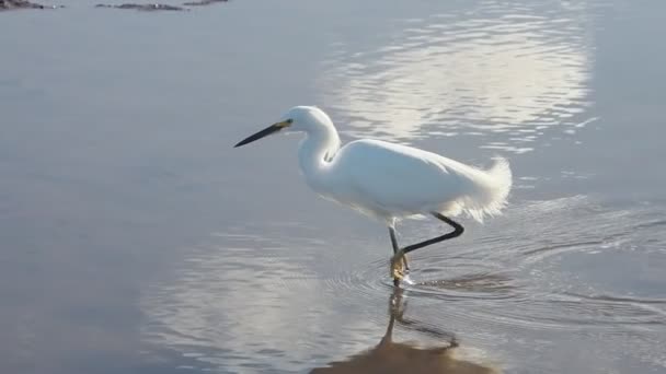 Λευκό Κυνήγι Egret Μια Λίμνη Ρηχά Νερά Στο Loreto Baja — Αρχείο Βίντεο