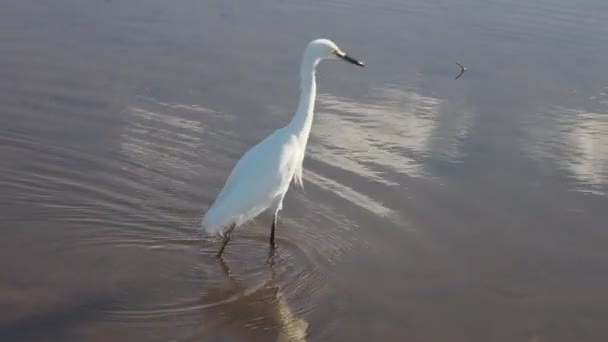 Λευκό Egret Στο Magdalena Bay Baja California Sur Mexico — Αρχείο Βίντεο