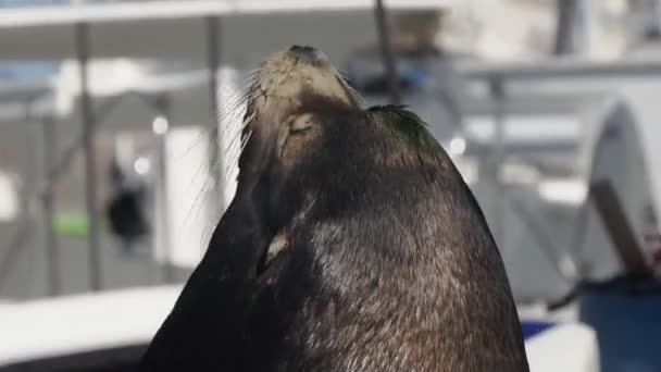 Cabo San Lucas Limanı Ndaki Büyük Erkek Deniz Aslanı — Stok video