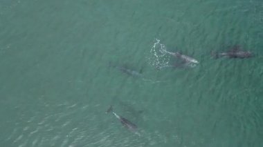 Meksika, Baja California 'da Cortez Denizi' nde yunus sürüsü görüntüsü