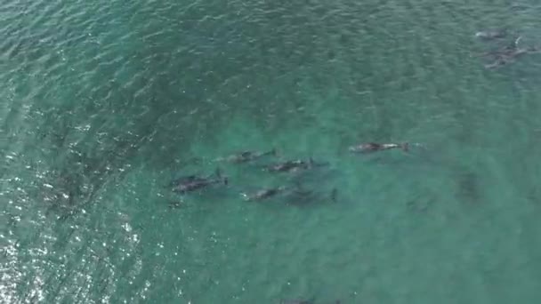 Juguetona Vaina Imágenes Aéreas Delfines Mar Cortés Baja California Sur Metraje De Stock Sin Royalties Gratis