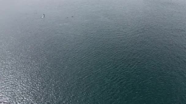 Speelse Pod Van Dolfijnen Luchtfoto Cortez Zee Baja California Sur Videoclip