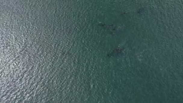 Playful Pod Dolphins Aerial Footage Cortez Sea Baja California Sur — Stock Video