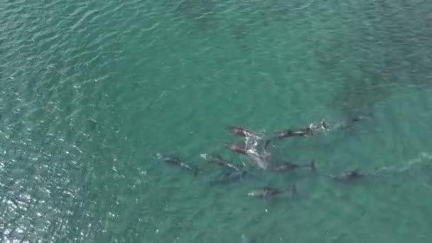 Verspielte Delfingruppe Luftaufnahmen Meer Von Cortez Baja California Sur Mexiko Stockvideo