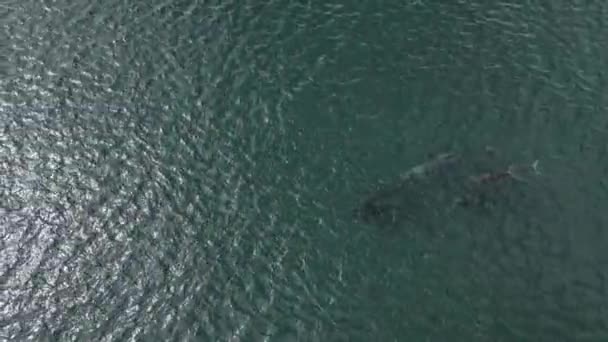 Speelse Pod Van Dolfijnen Luchtfoto Cortez Zee Baja California Sur Stockvideo