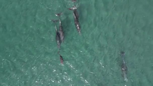 Juguetona Vaina Imágenes Aéreas Delfines Mar Cortés Baja California Sur — Vídeo de stock