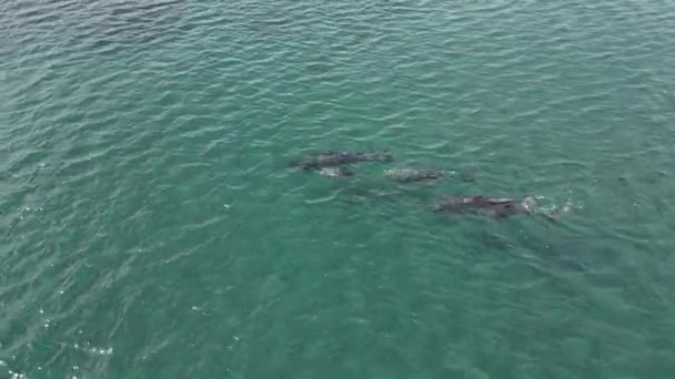 Zabawny Strąk Delfinów Zdjęcia Lotnicze Cortez Sea Baja California Sur Klip Wideo