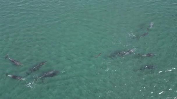 Speelse Pod Van Dolfijnen Luchtfoto Cortez Zee Baja California Sur — Stockvideo