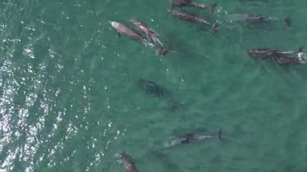 Playful Pod Dolphins Aerial Footage Cortez Sea Baja California Sur — Stock Video
