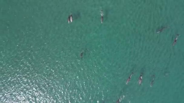 Verspielte Delfingruppe Luftaufnahmen Meer Von Cortez Baja California Sur Mexiko Stock-Filmmaterial