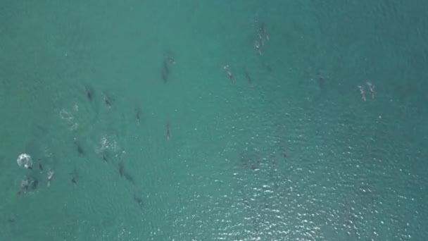 Juguetona Vaina Imágenes Aéreas Delfines Mar Cortés Baja California Sur Clip De Vídeo