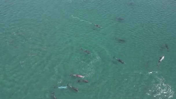 Juguetona Vaina Imágenes Aéreas Delfines Mar Cortés Baja California Sur — Vídeos de Stock