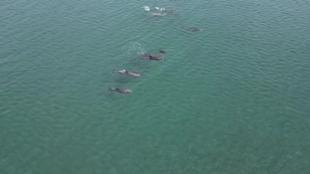 Zabawny Strąk Delfinów Zdjęcia Lotnicze Cortez Sea Baja California Sur Filmik Stockowy