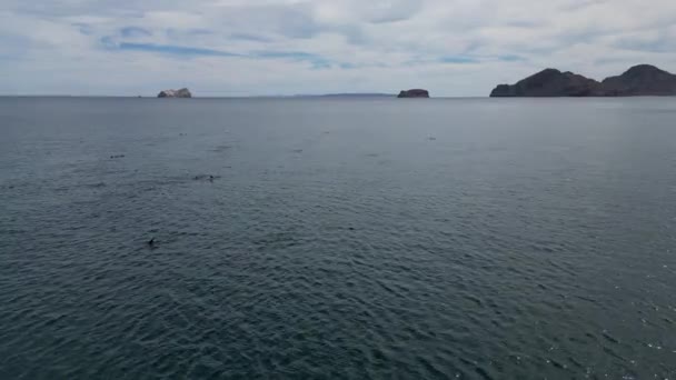 Zabawny Strąk Delfinów Zdjęcia Lotnicze Cortez Sea Baja California Sur — Wideo stockowe