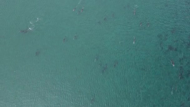 Giocoso Baccello Delfini Riprese Aeree Nel Mare Cortez Baja California — Video Stock