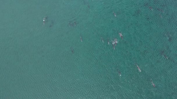 Hravý Pod Delfínů Letecké Záběry Cortez Moře Baja California Sur — Stock video