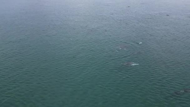 Speelse Pod Van Dolfijnen Luchtfoto Cortez Zee Baja California Sur — Stockvideo