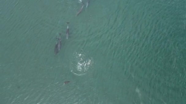 Speelse Pod Van Dolfijnen Luchtfoto Cortez Zee Baja California Sur Rechtenvrije Stockvideo