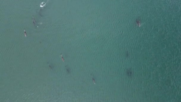 Hravý Pod Delfínů Letecké Záběry Cortez Moře Baja California Sur — Stock video