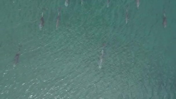 Hravý Pod Delfínů Letecké Záběry Cortez Moře Baja California Sur Stock Video