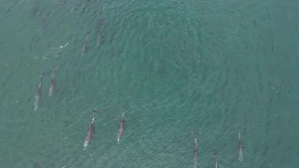 Speelse Pod Van Dolfijnen Luchtfoto Cortez Zee Baja California Sur Stockvideo