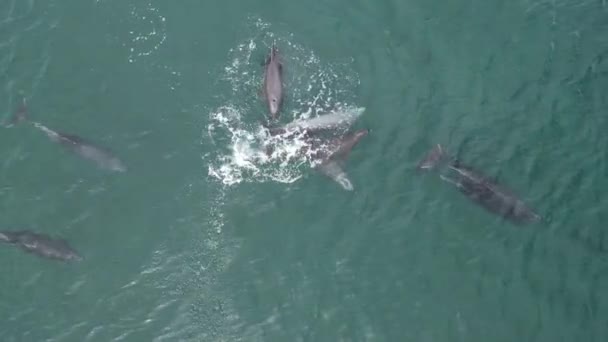 Παιχνιδιάρικο Pod Των Δελφινιών Εναέρια Πλάνα Στο Cortez Θάλασσα Baja — Αρχείο Βίντεο