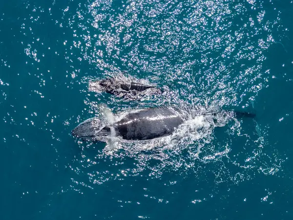 AN humpback whale mother and calf aerial view off the coast of Cabo San Lucas, Baja California Sur, Mexico, Pacific Ocean