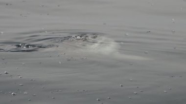 Güneş balığı mola deniz yüzeyine yakın Velella Velella yavaş çekim yiyor
